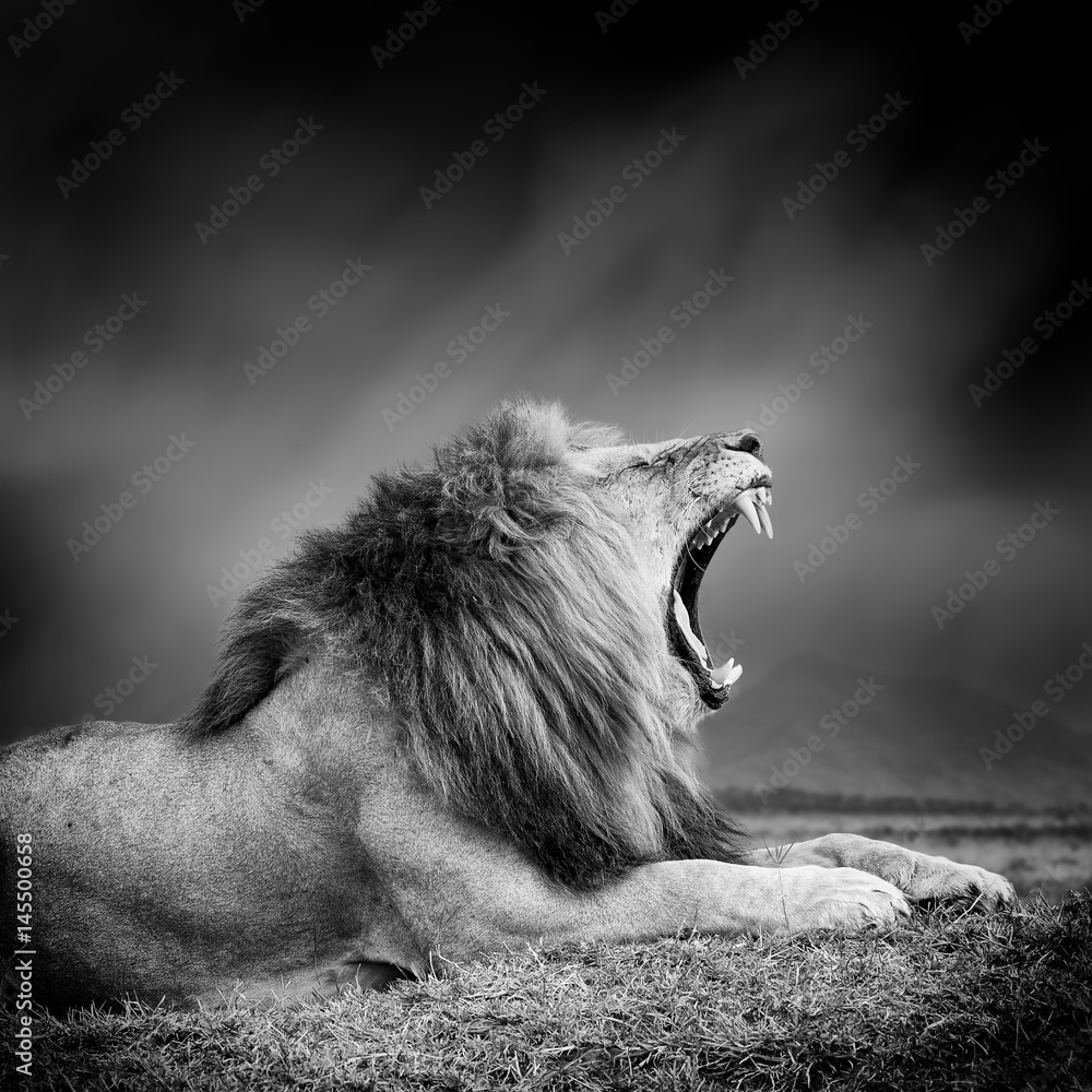 Fototapeta premium Czarno-biały obraz lwa