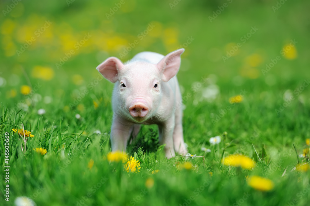Young pig on grass Young pig on grass
