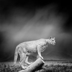 Crédence de cuisine Puma Puma en noir et blanc  © byrdyak