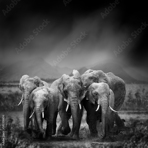Black and white image of a elephant