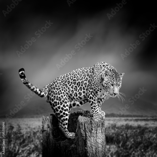 Black and white image of a leopard