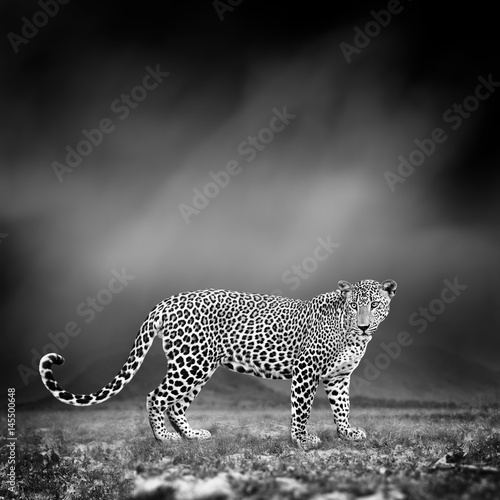 Black and white image of a leopard