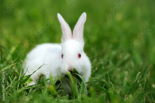 Baby white rabbits in grass © byrdyak