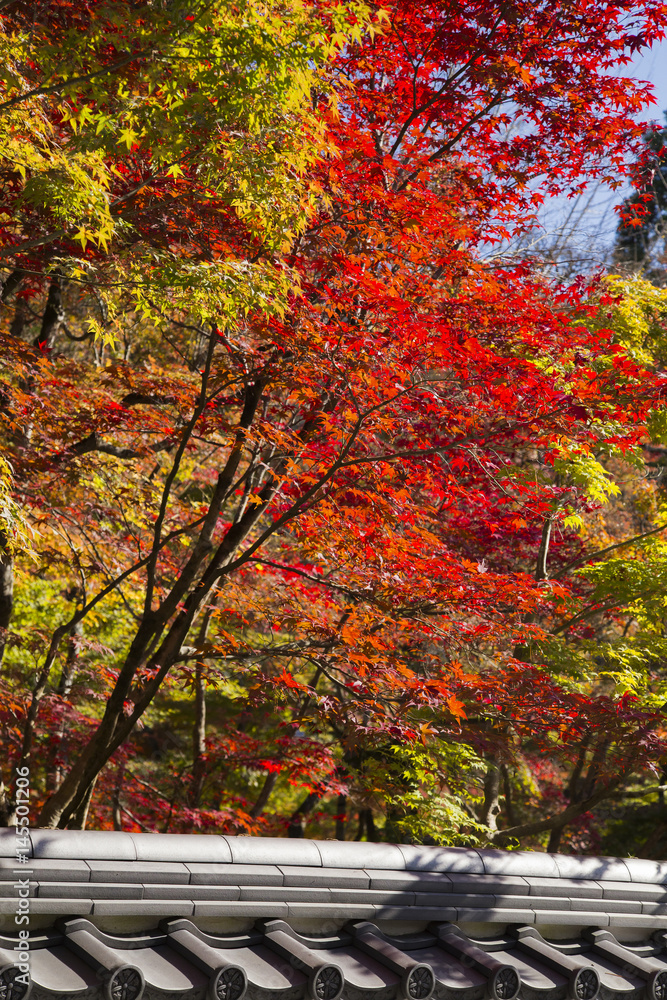 Naklejka premium Autumn leaves in Eikando,Kyoto