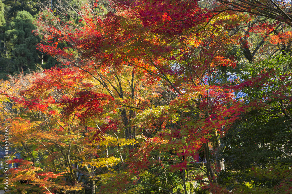 Autumn leaves in Eikando,Kyoto