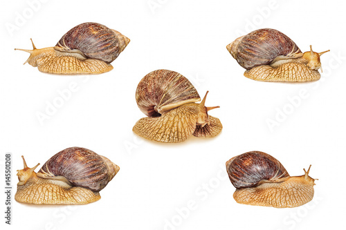 Set of Achatina snail isolated on white