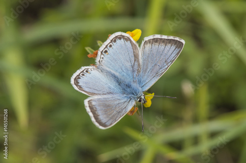 Male Chalkhill Blue butterfly at Rough Bank, Gloucestershire, England. © Steven