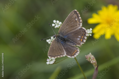 Female Chalkhill Blue butterfly at Rough Bank, Gloucestershire, England.