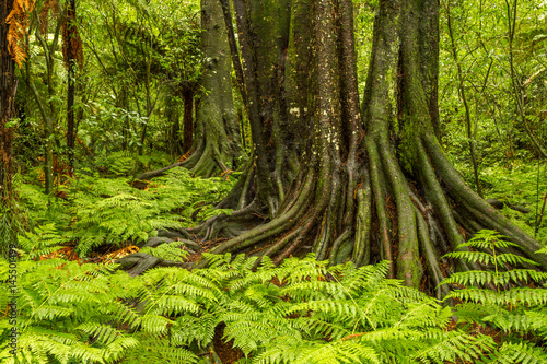 Tree trunks and ferns in jungle