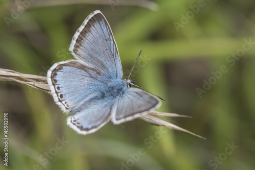 Photography Male Chalkhill Blue butterfly at Rough Bank, Gloucestershire, England