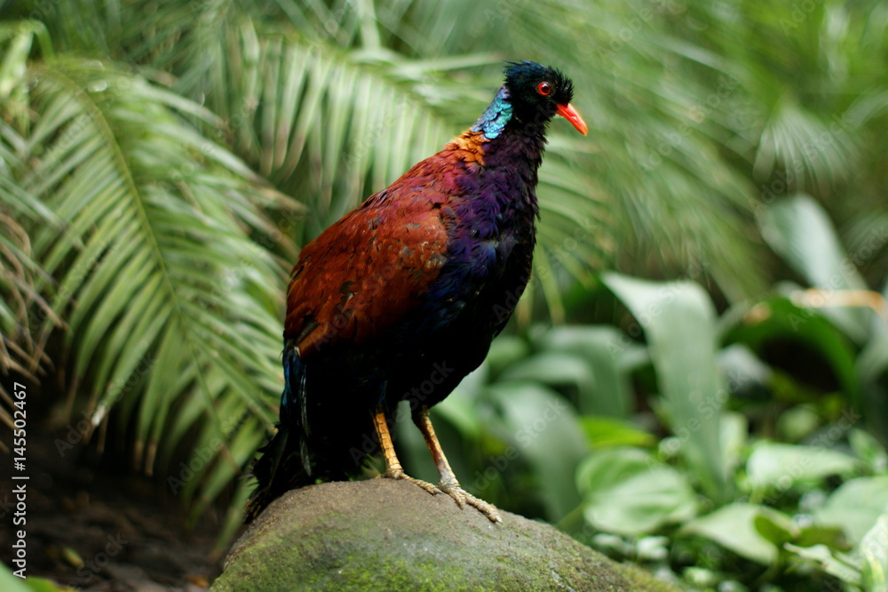 Fototapeta premium Pheasant pigeon