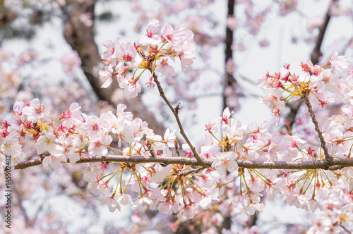 Sakura in the Okazaki park.Japan