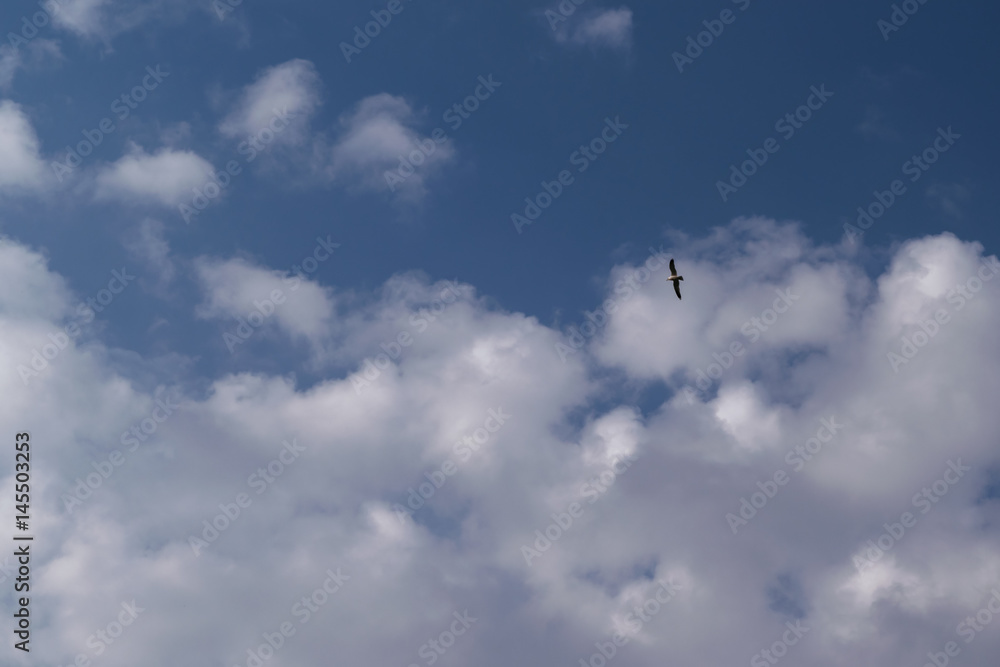 In the blue sky with clouds in the sky the Seagull soars.