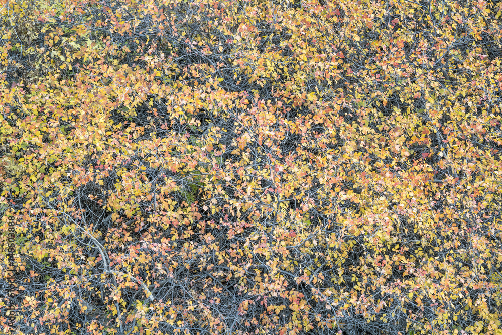 tapestry of shrubs in fall colors tapestry of shrubs in fall colors