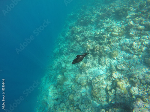 Black Fish in the Maldives © Emilian