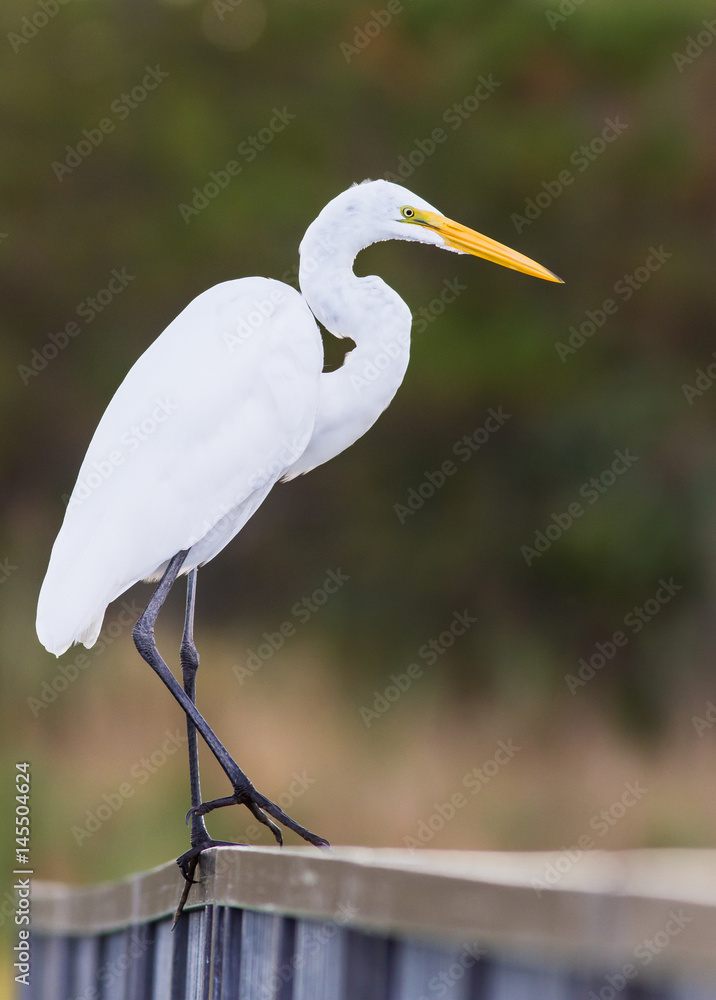 Profile of Great Egret (ardea alba) standing on wooden railing with blurred background Profile of Great Egret (ardea alba) standing on wooden railing with blurred background