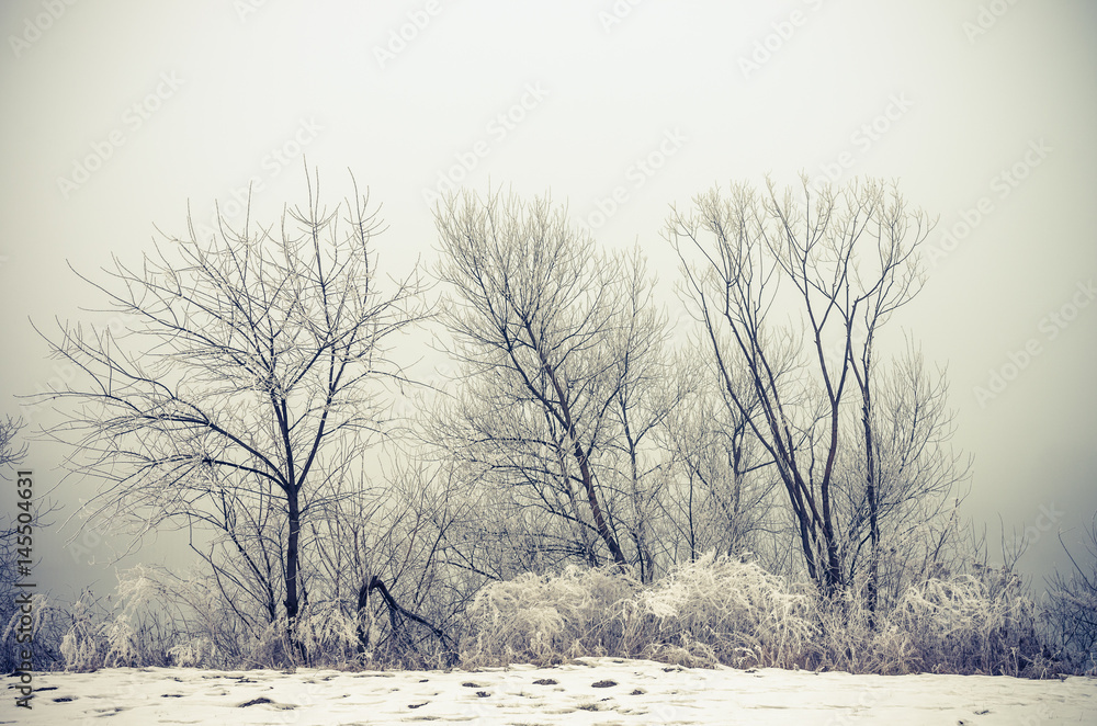 Frozen meadow in cold, foggy winter morning Frozen meadow in cold, foggy winter morning
