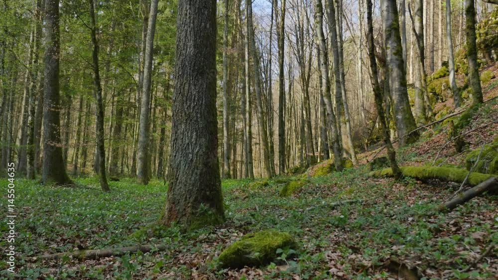 Forest ground in spring with blue sky Forest ground in spring with blue sky