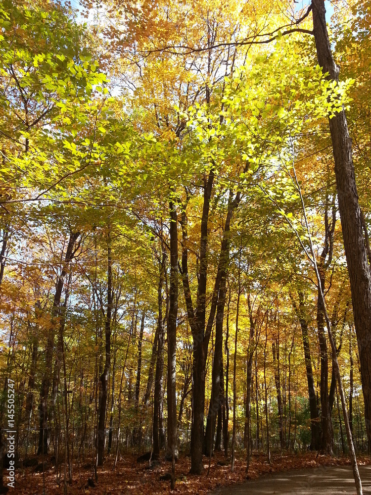 Obraz premium Paysages