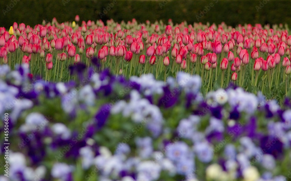 Red tulips Red tulips