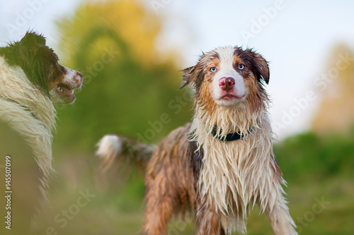 two wet Australian Shepherd dogs outdoors