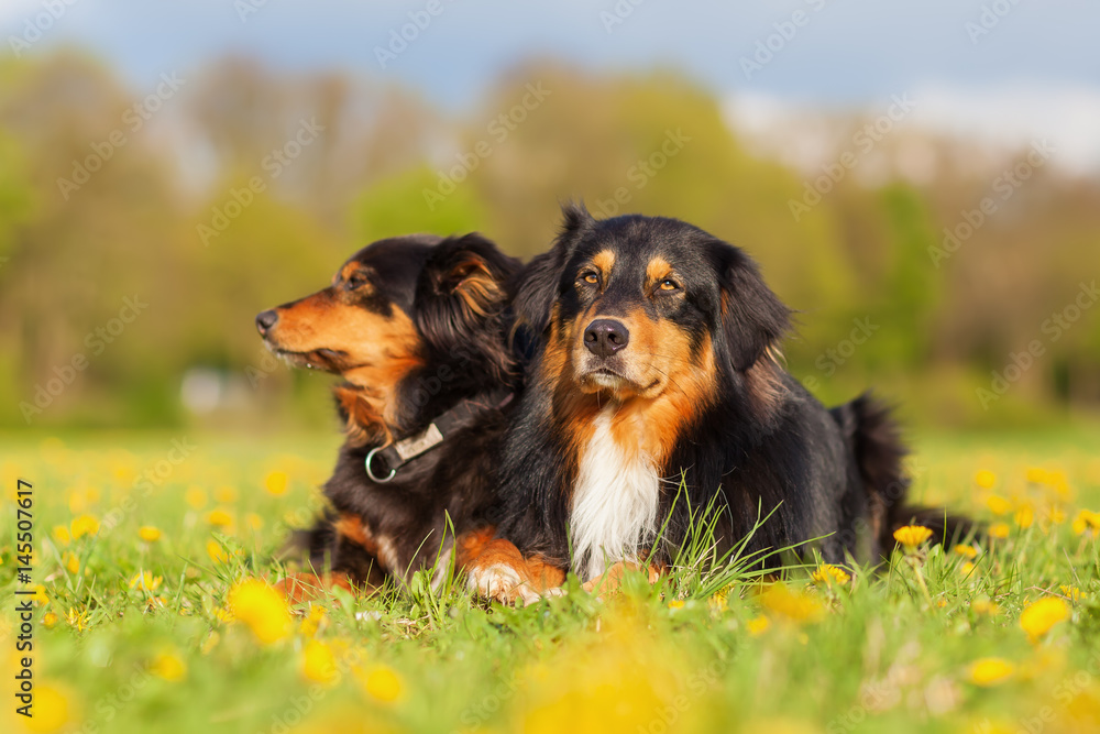 portrait of two Australian Shepherd dogs