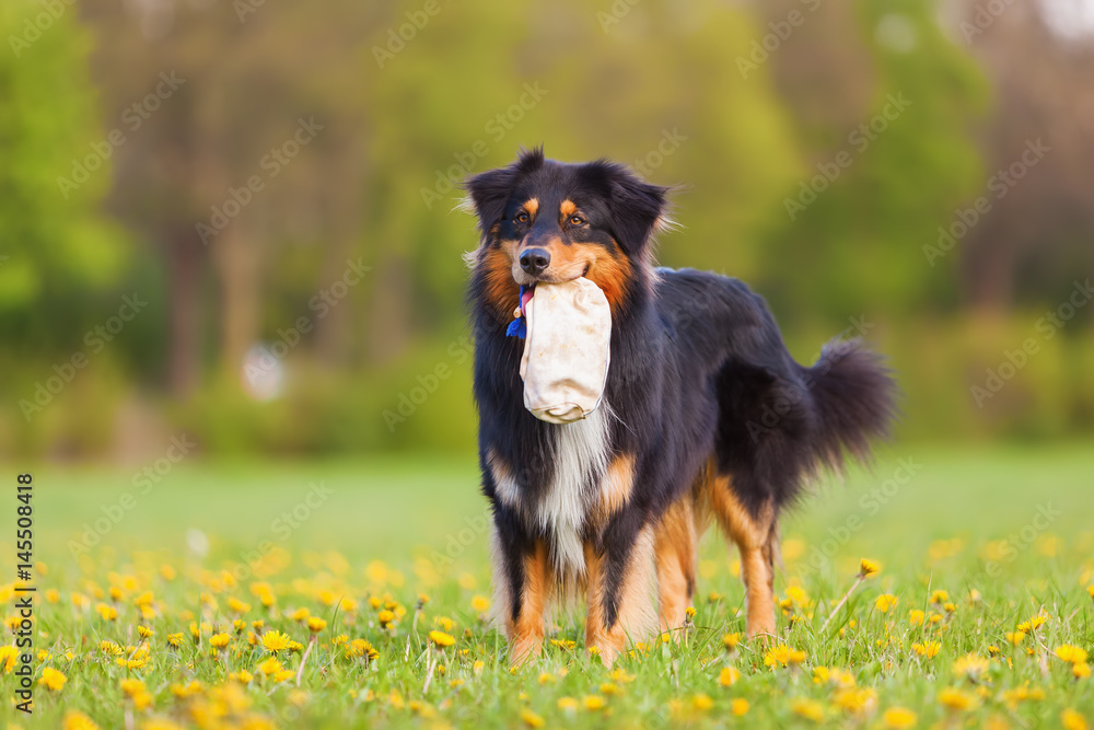 Australian Shepherd dog standing on the meadow Australian Shepherd dog standing on the meadow