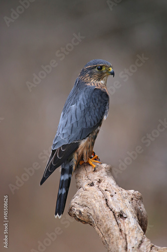 A profile shot of a Merlin (Falco columbarius) sitting on a branch..