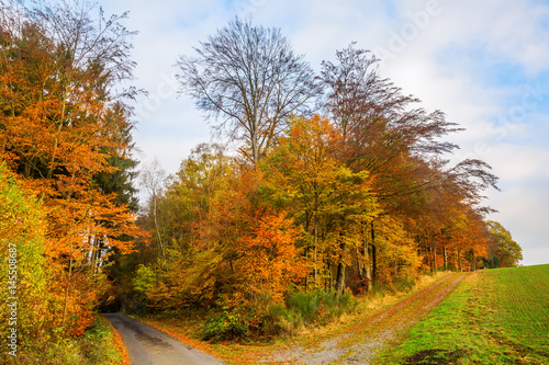 forest edge with autumn colored trees