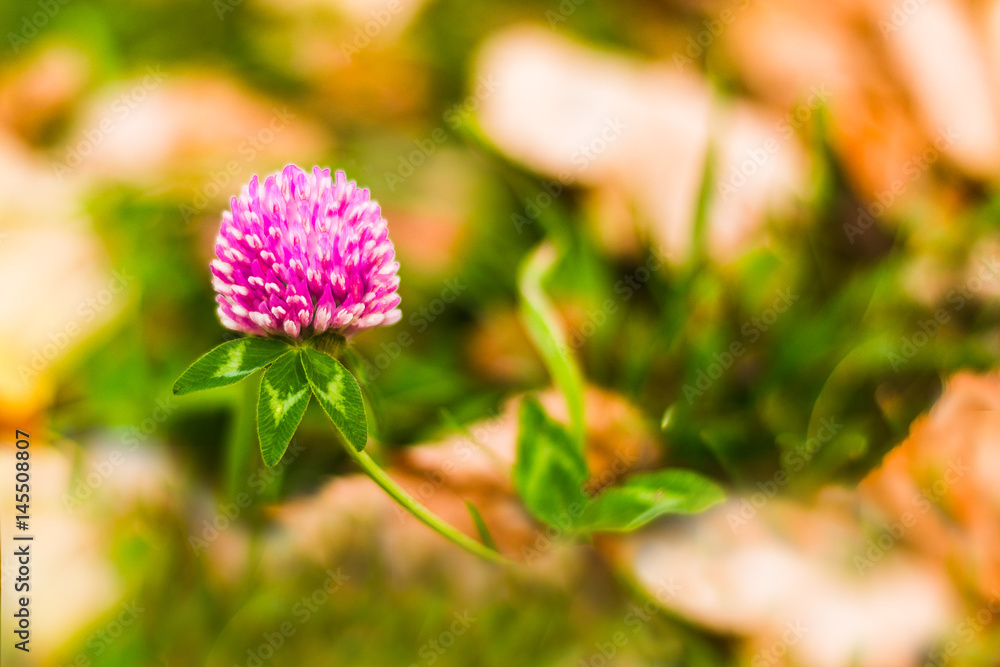 Pink clover flower among the green grass and autumn yellow foliage. Pink clover flower among the green grass and autumn yellow foliage.