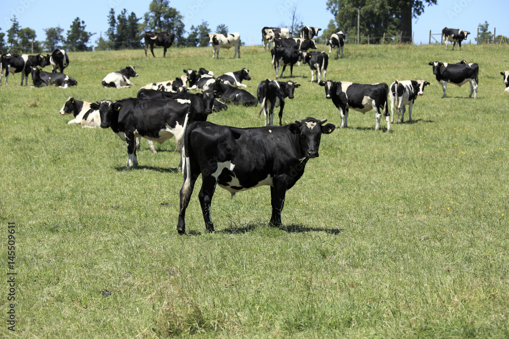 Cows in the Field