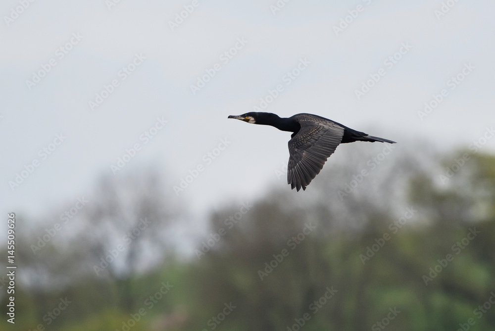 Cormorant, Phalacrocorax carbo Cormorant, Phalacrocorax carbo