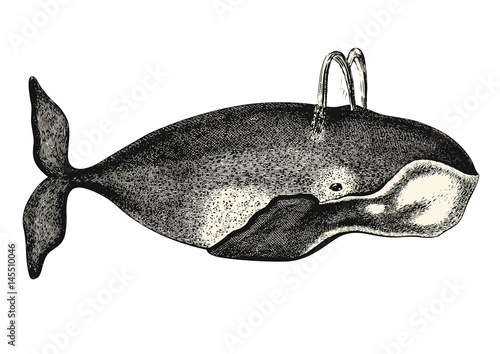 vintage animal engraving / drawing: whale - vector design element