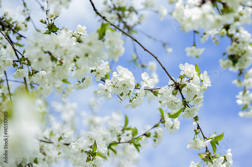 spring , sun, blue sky, the tree bloomed