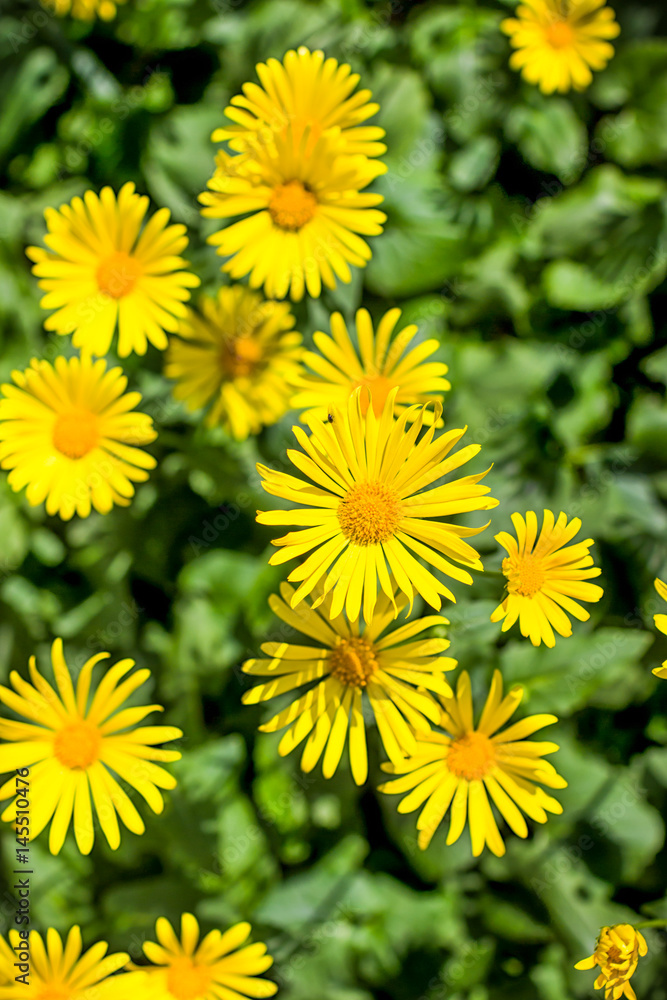 Beautiful bright spring yellow flowers in the garden Beautiful bright spring yellow flowers in the garden