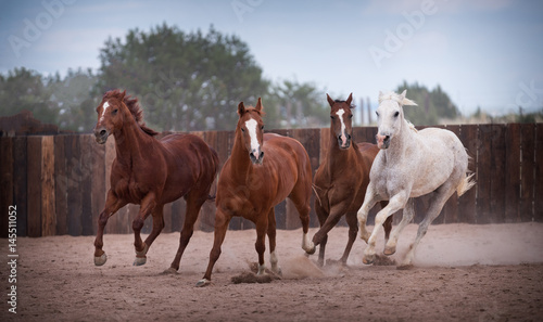 4 Horses Running In Corral