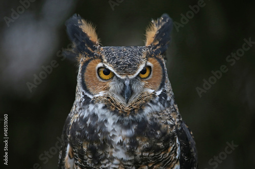 A close-up of a Great Horned Owl (Bubo virginianus) looking at the camera..