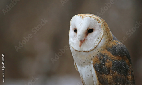A close-up of a Barn Owl (Tyto alba) looking at the camera.. © Chris Hill
