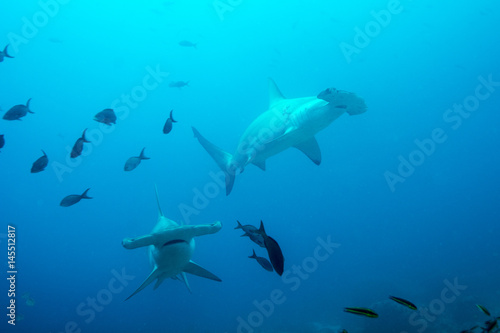 Scalloped hammerhead sharks swimming in the Pacific