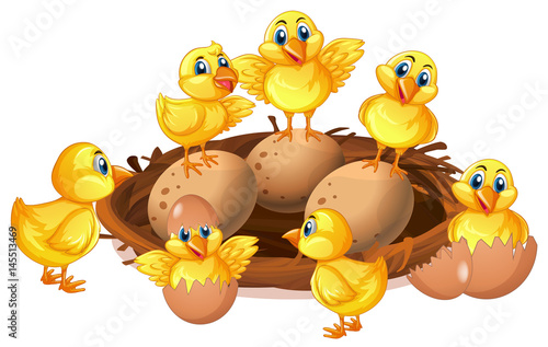 Many chicks and eggs in nest