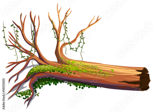 Wood with green vine