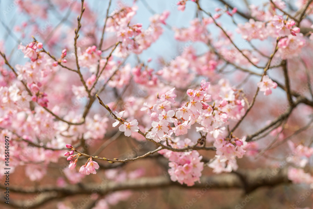 Cherry blossom in april, sakura branch over blue sky background, South Korea, Daejeon