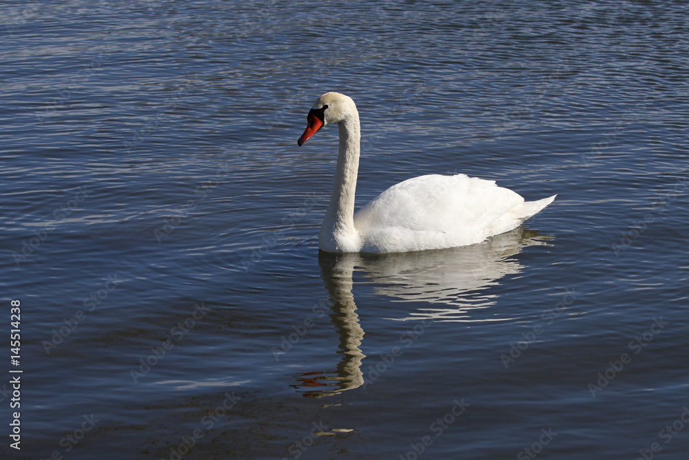 A Mute Swan (Cygnus olor) gliding in the Speed river in Cambridge, Ontario.. A Mute Swan (Cygnus olor) gliding in the Speed river in Cambridge, Ontario..