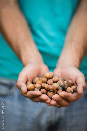 A young man holds several hazelnut in hand