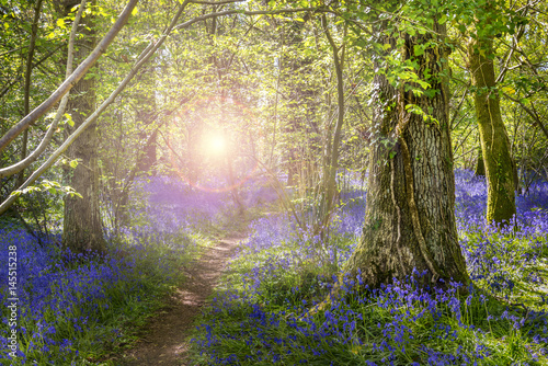 Sunshine through the leaves in bluebell woods photo