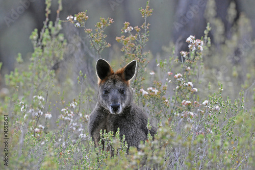 Black or Swamp Wallaby surrounded by wildflowers