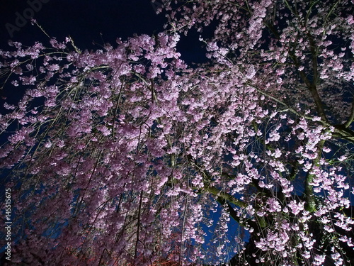 角館　武家屋敷　夜桜　ライトアップ