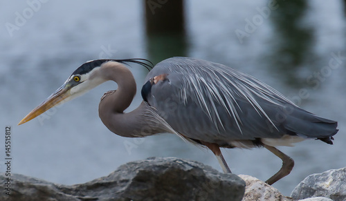 Fotografía Blue Heron on the Potomac