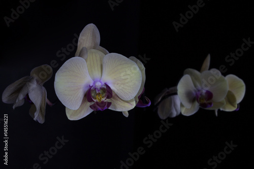 Orchids in dark