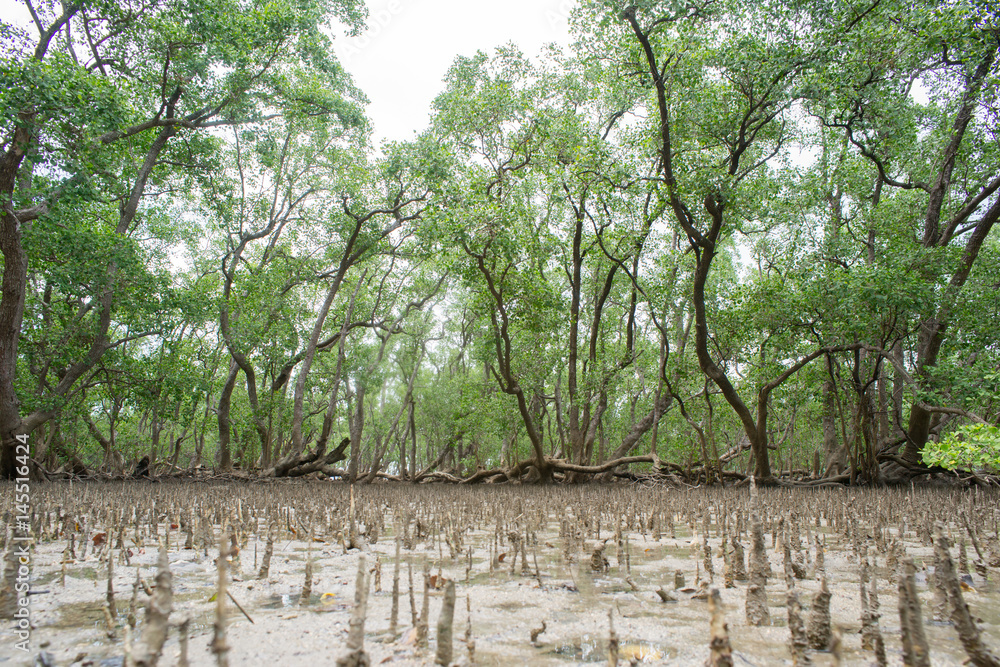 Obraz premium Tropical mangrove forest at coast.
